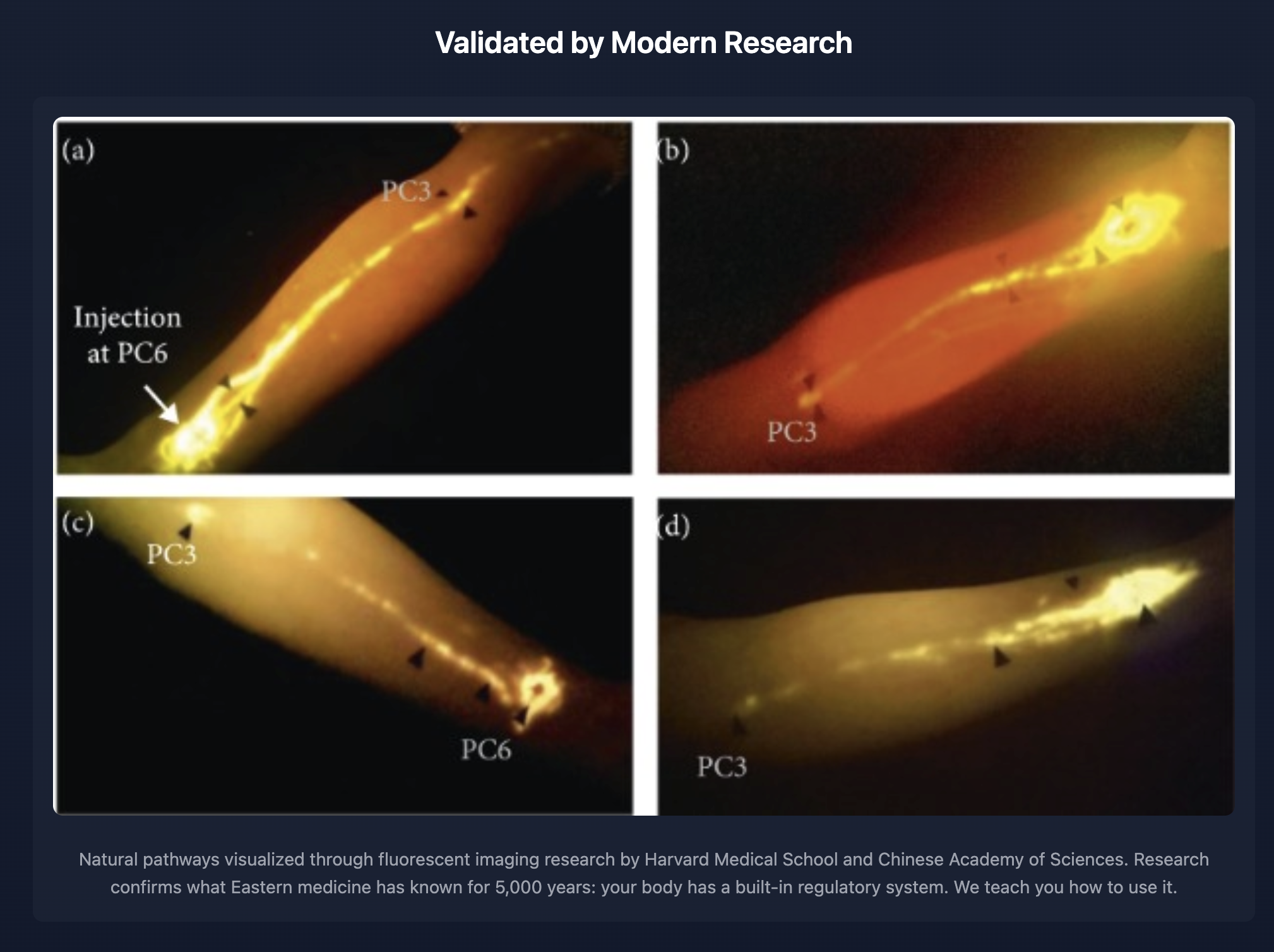 Natural pathways visualized through fluorescent imaging research by Harvard Medical School and Chinese Academy of Sciences